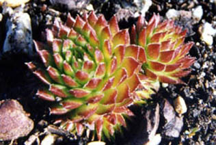 Sempervivum muralis